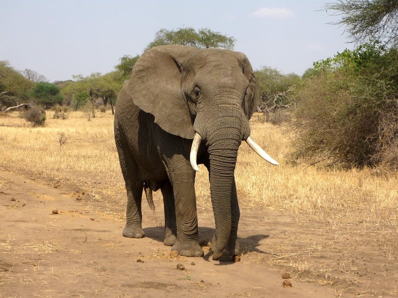 African Savannahs