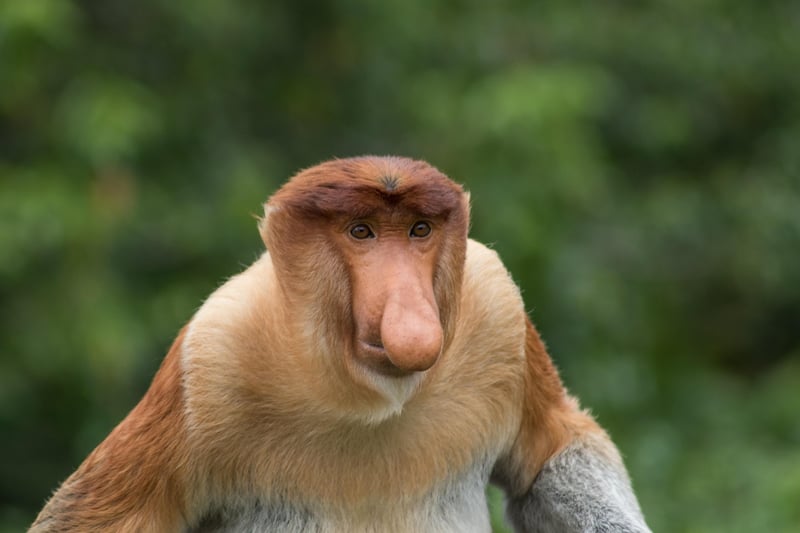 Borneo Wildlife